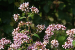 Origanum vulgare Wilde marjolein bestellen